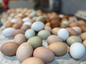 Selling with In-person Payment: Beautiful rainbow fresh eggs for sale! 