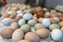 Selling with In-person Payment: Beautiful rainbow fresh eggs for sale! 