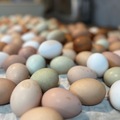 Selling with In-person Payment: Beautiful rainbow fresh eggs for sale! 