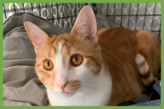  : Oliver