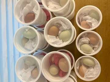 Selling with In-person Payment: Fancy backyard chicken eggs for sale 