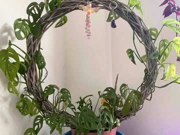 Sales: Plantes en vente