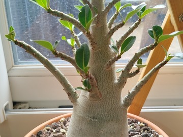 Sales: Adénium (rose du désert)