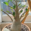 Vente: Adénium (rose du désert)
