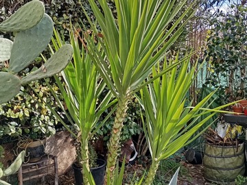 Vente: Yucca elephantis 4 têtes 