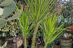 Vente: Yucca elephantis 4 têtes 