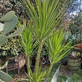 Vente: Yucca elephantis 4 têtes 