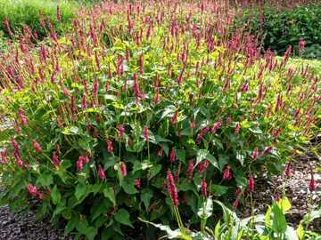 Vente: Persicaria amplexicaulis
