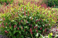 Vente: Persicaria amplexicaulis
