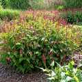 Vente: Persicaria amplexicaulis