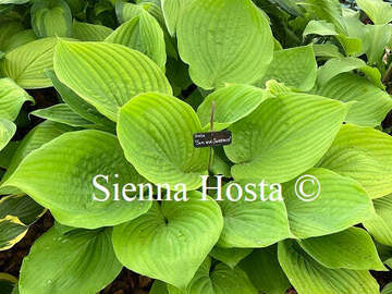 Vente: Hosta kir ren jyaku
