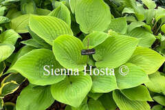 Vente: Hosta kir ren jyaku
