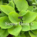 Vente: Hosta kir ren jyaku