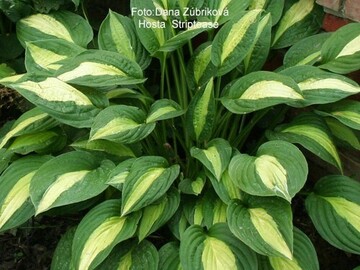 Vente: Hosta strip tease