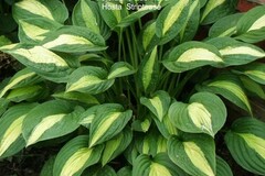 Sales: Hosta strip tease