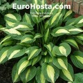 Sales: Hosta strip tease