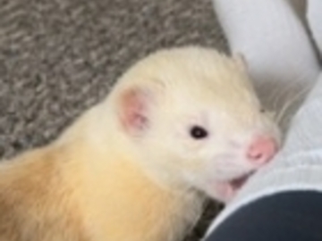   : Milo