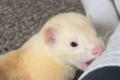   : Milo