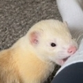   : Milo