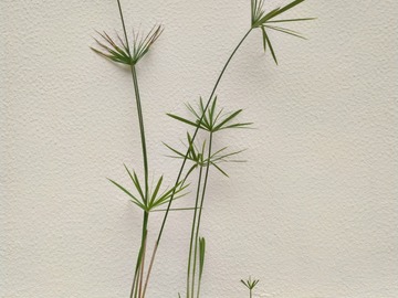 Sales: Papyrus