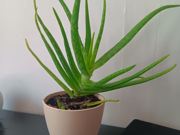 Don: Don : 5 Belles Plantes d'Aloe Vera (Cause Déménagement)