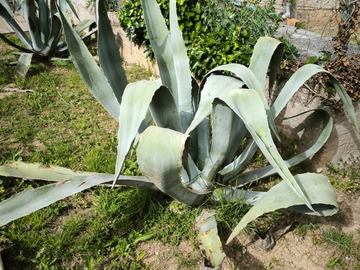 Vente: Agave 