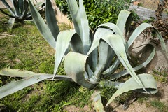Sales: Agave 