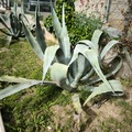 Sales: Agave 