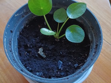 Vente: Pilea