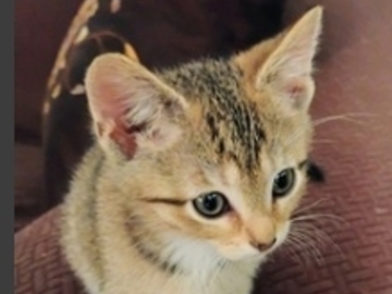   : Two Female Kittens