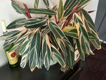 Sales: Stromanthe calathea
