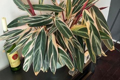 Sales: Stromanthe calathea
