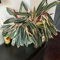 Sales: Stromanthe calathea