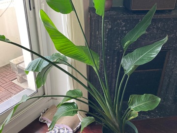Sales: Strelitzia nicolai oiseau du paradis