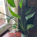 Sales: Strelitzia nicolai oiseau du paradis
