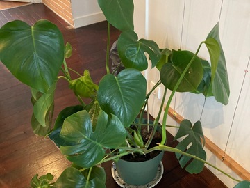 Sales: Monstera
