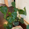 Sales: Monstera