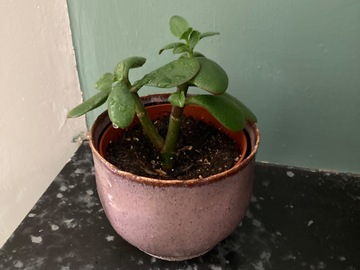 Sales: Deux petites plantes intérieur