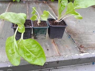 Vente: plant de poirée à carde blanche