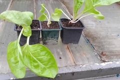 Sales: plant de poirée à carde blanche