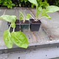 Sales: plant de poirée à carde blanche