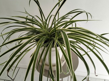 Don: Belle plante verte