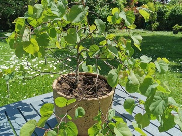 Vente: Arbre de Judee en pot