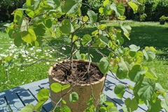 Sales: Arbre de Judee en pot