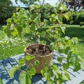 Sales: Arbre de Judee en pot