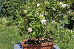 Sales: Lot de 3 boules de neige 