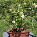 Sales: Lot de 3 boules de neige 