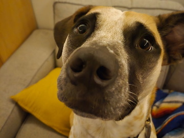   : Goose