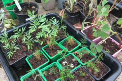 Sales: Oca du Pérou / Crosne du Japon / Physalis peruviana