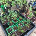 Sales: Oca du Pérou / Crosne du Japon / Physalis peruviana
